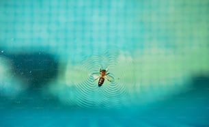 Saving life concept. Bee saving life at water surface.