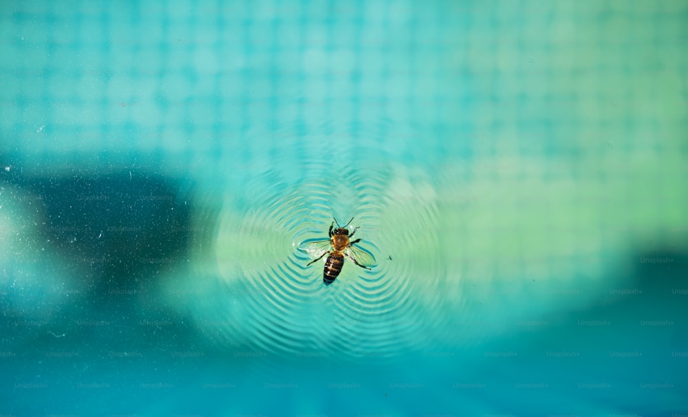 Saving life concept. Bee saving life at water surface.