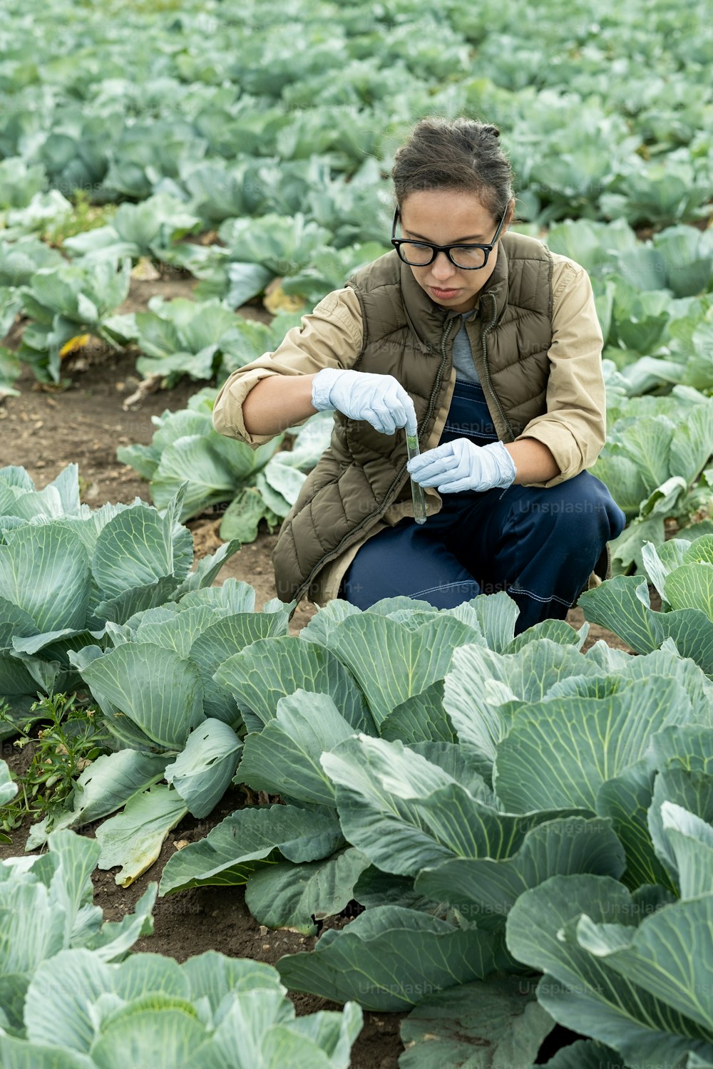 Serious female horticulturist in glasses and gloves putting sample of cabbage into test tube to research it