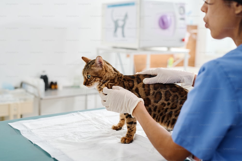 Veterinário profissional que trabalha com gato de bengala na sala de exame na clínica palpando seu corpo e verificando a pele
