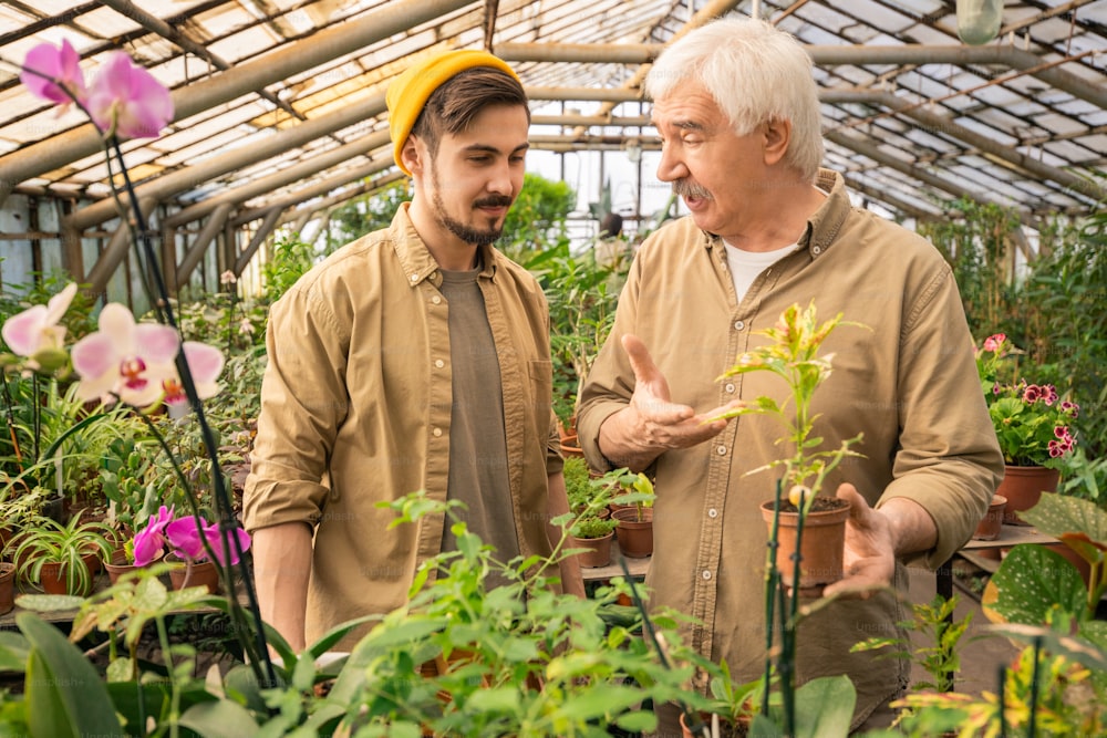 Experienced senior man holding potted plant and pointing at it while teaching son to grow plants in greenhouse