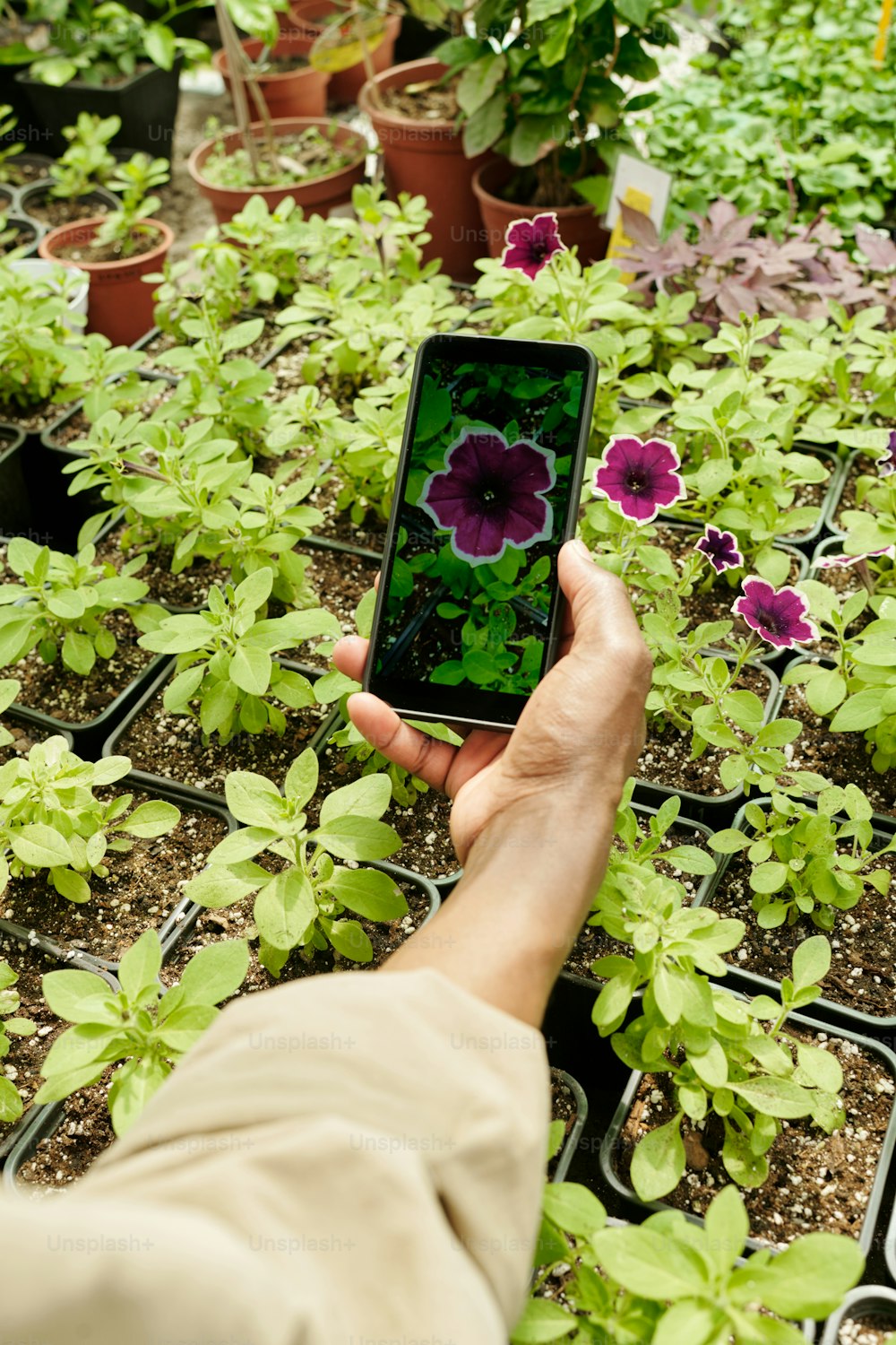 Close-up do jardineiro tirando foto de belas flores em seu smartphone durante seu trabalho no armazém