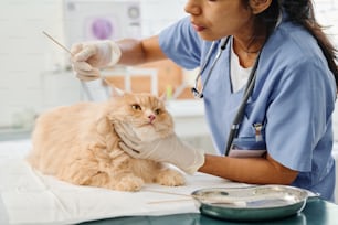 Veterinario profesional que trabaja con un gato pelirrojo esponjoso limpiando cuidadosamente sus orejas con bastoncillos de algodón