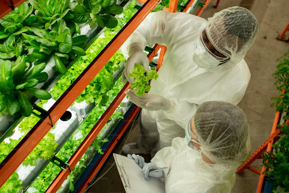 Above view of multi-ethnic hothouse colleagues in protective workwear examining color of lettuce and fixing it in papers in vertical farm