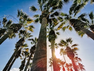 Hermoso parque del concepto del complejo tropical con las palmeras altas y la luz del sol en el fondo - concepto de vacaciones de verano y sol con las palmeras de la naturaleza al aire libre