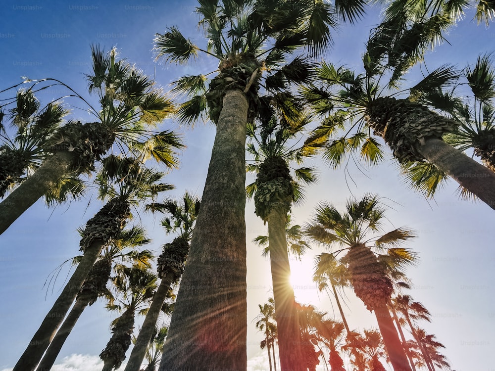 Beau parc de concept de villégiature tropicale avec de hauts palmiers et la lumière du soleil en arrière-plan - concept de vacances d’été et de soleil avec des palmiers de la nature en plein air