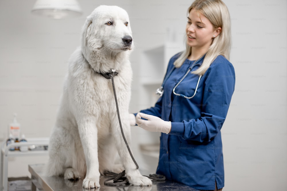 Happy female veterinarian exam the patient big white dog standing at examination table. Pet don't afraid the doctor. Visit to the vet clinic. Pet care and check up.