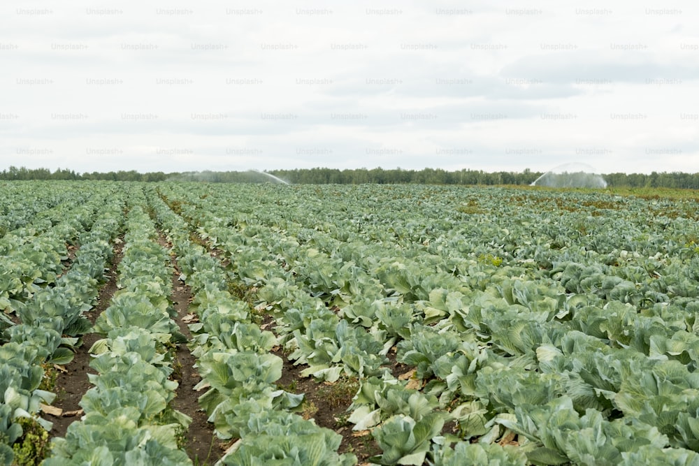Long rows of green cabbages growing in the field with cloudy sky above