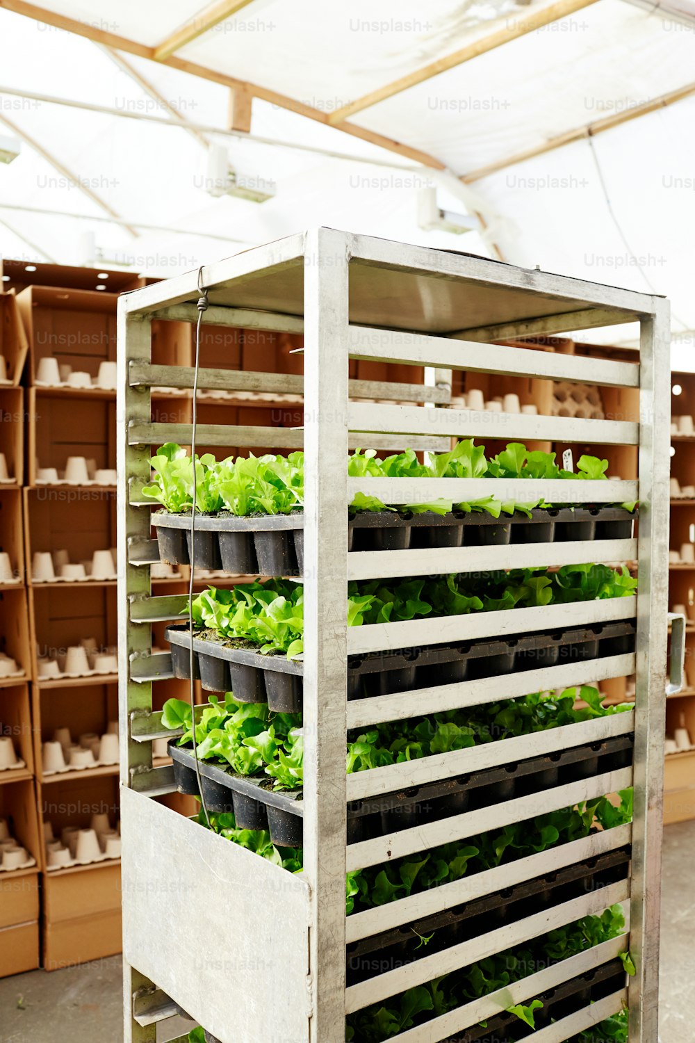 Pots with young green lettuce leaves placed on metal rack in commercial greenhouse