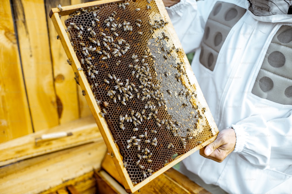 Apicultor obteniendo panales con abejas de la colmena de madera, vista de cerca