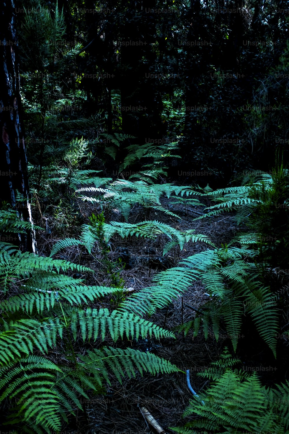 Bela paisagem de bosques florestais com folhas verdes e árvores escuras - lugar cênico incrível para o conceito de meio ambiente