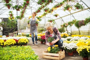 大きくて明るい温室で販売のために花を準備する2人の陽気なやる気のある花屋の女性。