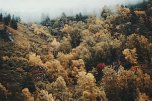A hillside overgrown with plenty of autumn colored trees: birches, cedars, pines, firs etc. with low clouds touching the top of the mountain and producing a morning fog; a forest on the mountain slope