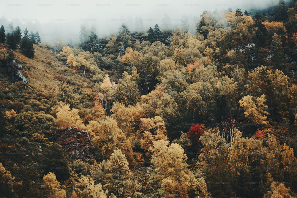 A hillside overgrown with plenty of autumn colored trees: birches, cedars, pines, firs etc. with low clouds touching the top of the mountain and producing a morning fog; a forest on the mountain slope