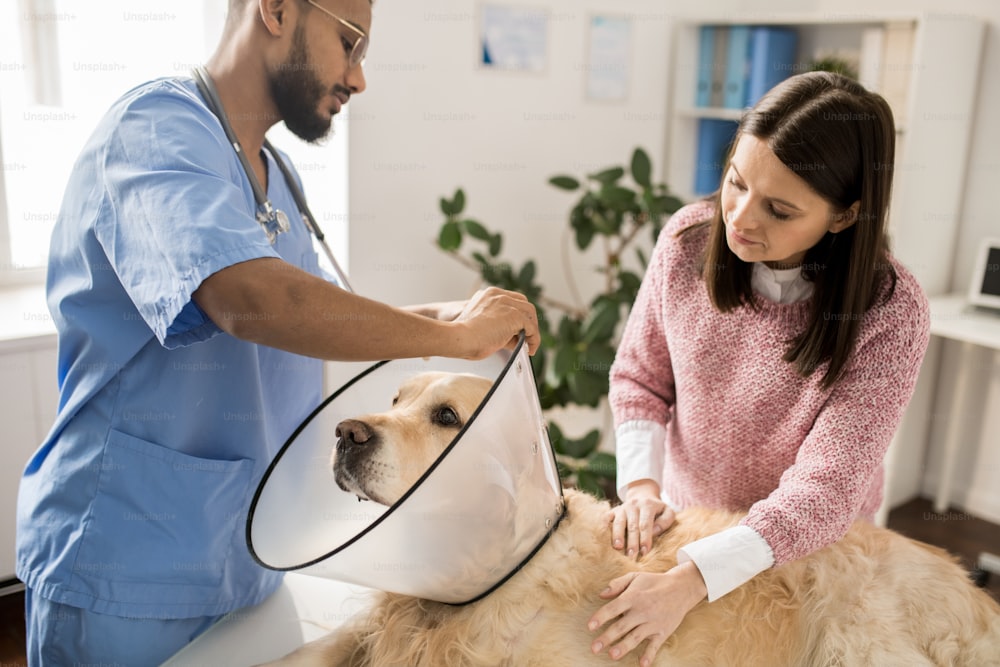 Jovem profissional veterinário em uniforme colocando funil protetor ao redor do pescoço do labrador antes do tratamento médico