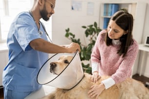 Joven veterinario en uniforme poniendo embudo protector alrededor del cuello del labrador antes del tratamiento médico
