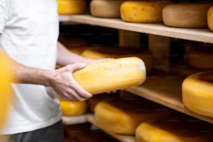 チーズ熟成プロセス中に貯蔵庫でチーズホイールを取る労働者。顔のないクローズアップビュー