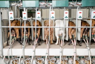 Chèvres dans la ligne de traite automatisée pendant le processus de traite