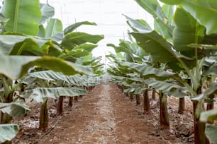 Rows with a young banana trees growing on the plantation
