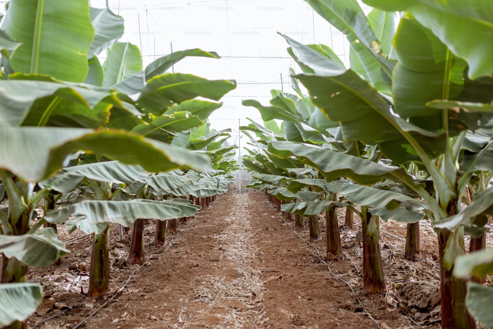 Reihen mit jungen Bananenstauden, die auf der Plantage wachsen