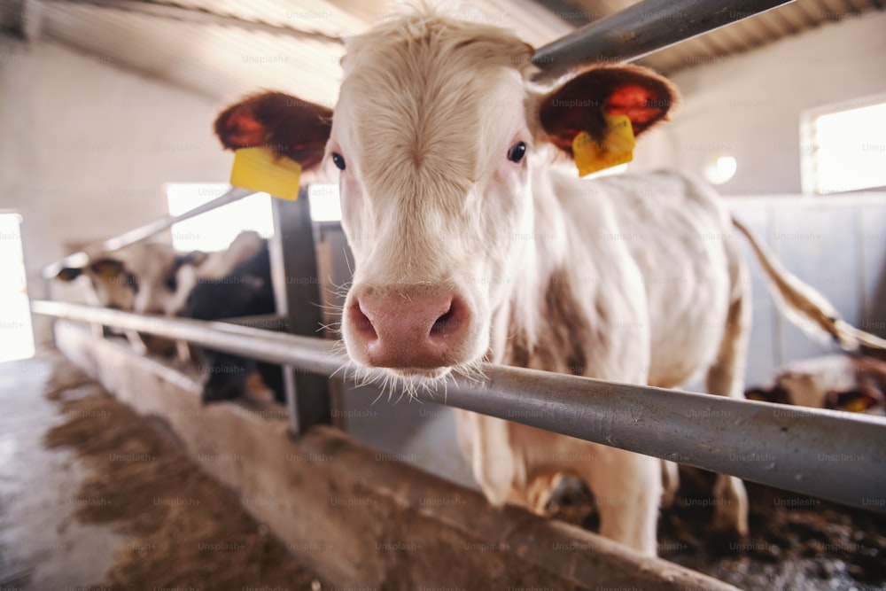 Close up of cute curious calf with tags on ears looking at camera. Byre interior.