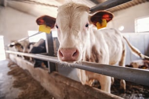 Close up of cute curious calf with tags on ears looking at camera. Byre interior.