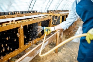 Regale waschen mit Wasserpistole, Pflege der Schnecken im Gewächshaus der Farm, Nahaufnahme