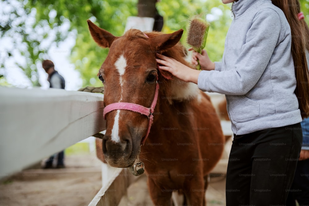 Imagem da menina caucasiana pequena que cuida do adorável cavalo de pônei marrom. Exterior do rancho.