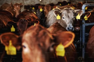 Bœufs debout en troupeau dans une grange. Ils mangent et regardent la caméra. Journée ordinaire à la ferme biologique.