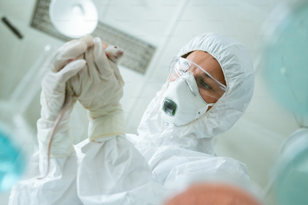 Young contemporary scientist in protective coveralls, respirator, eyeglasses and gloves holding white mouse in hands and looking at it
