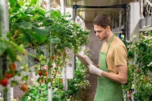 Young serious male worker of hothouse or vertical farm making notes while standing between shelves with strawberry seedlings