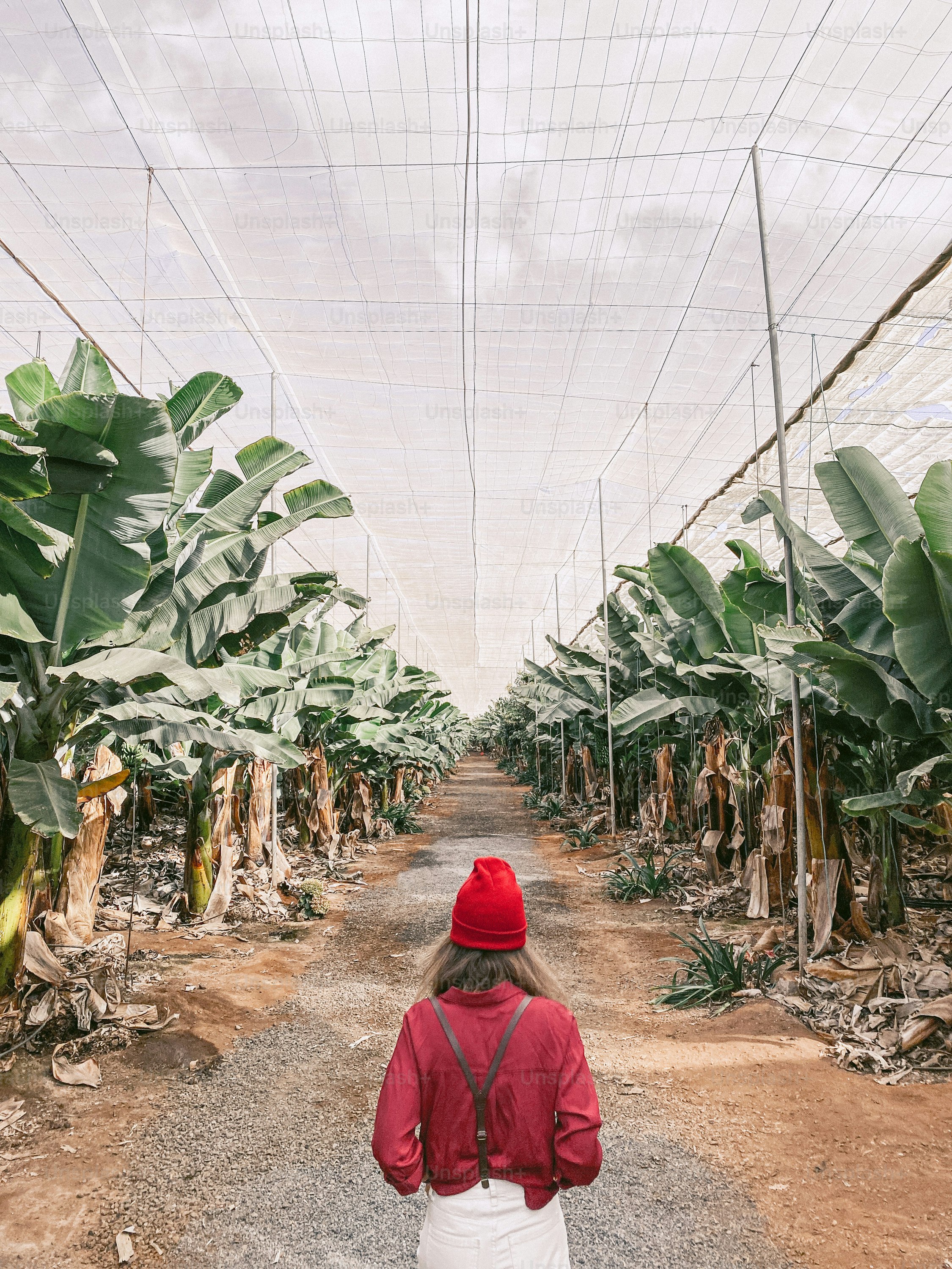 Woman as a tourist or farmer dressed casually in red and white walking between banana rows at the plantation. Image made on mobile phone