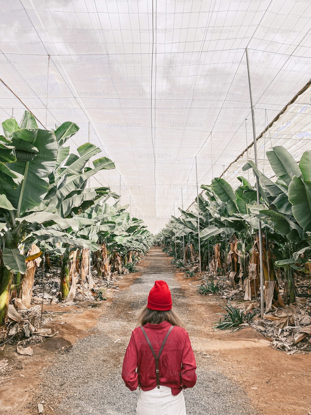 Woman as a tourist or farmer dressed casually in red and white walking between banana rows at the plantation. Image made on mobile phone