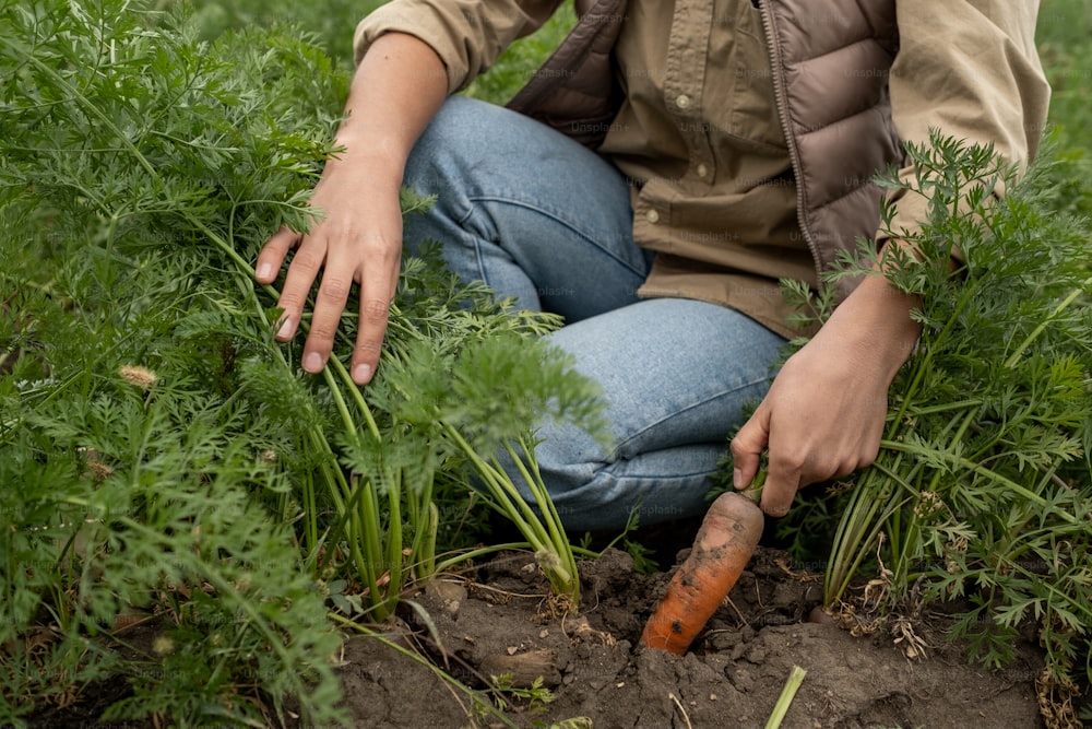 Mano della giovane contadina in abbigliamento da lavoro che tira fuori la carota dal terreno nel giardino