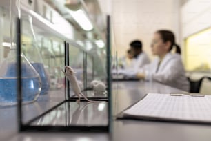 Petite souris blanche dans une boîte en verre sur la table se préparant à une expérience scientifique en laboratoire
