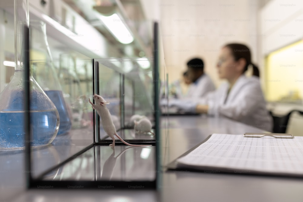 Kleine weiße Maus im Glaskasten auf dem Tisch, die sich auf wissenschaftliche Experimente im Labor vorbereitet