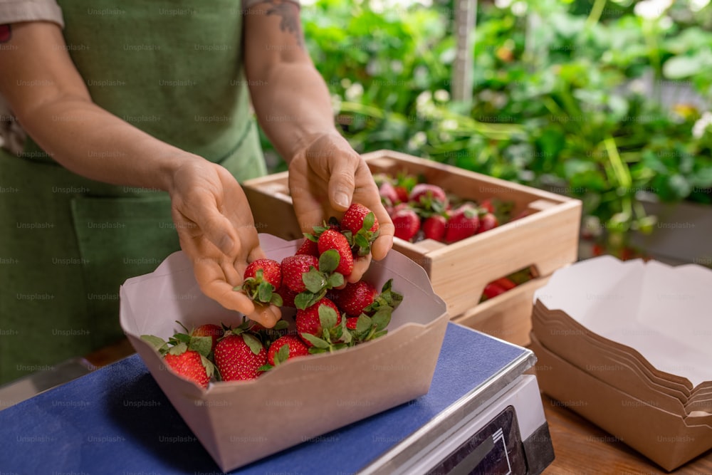 A person putting fresh ripe strawberries into box standing on scales