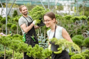 Young couple of workers in uniform working with green plants holding pots with conifer bush in the greenhouse