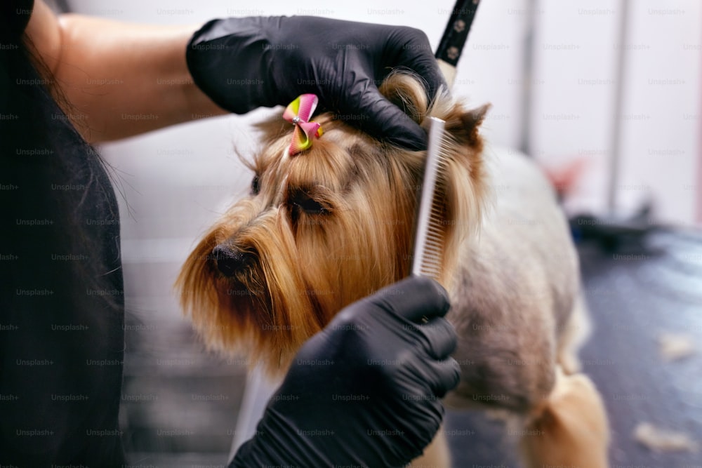 Cão de Tosa. Pet Groomer escovando o pelo do cão com pente no Animal Beauty Spa Salon. Alta Resolução
