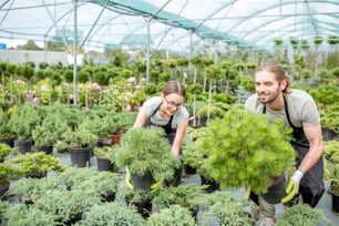 Giovane coppia di operai in uniforme che lavorano con piante verdi che tengono vasi con cespuglio di conifere nella serra