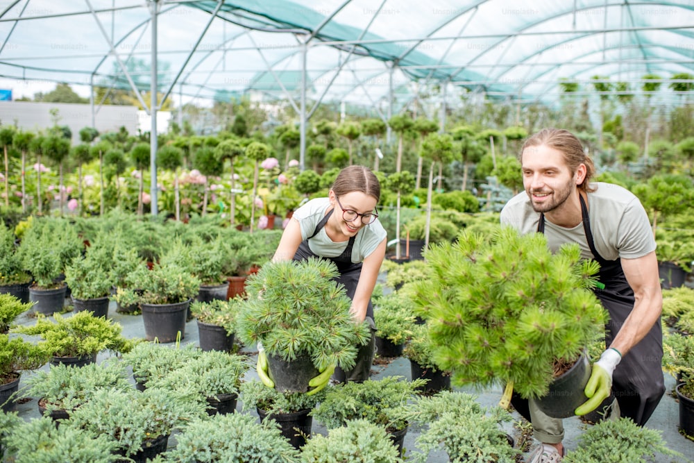 Young couple of workers in uniform working with green plants holding pots with conifer bush in the greenhouse