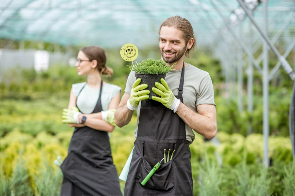 Handsome gardener holding conifer bush with green plates in the greenhouse with woman on the background
