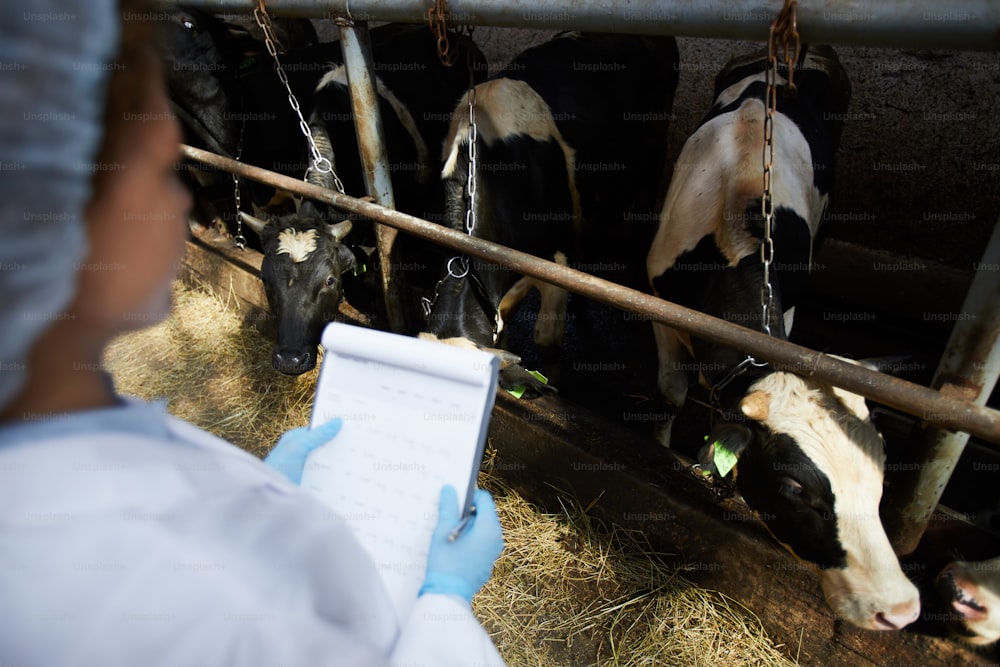 Trabajador científico de la granja moderna de calderas con documento de pie por establo con vacas lecheras