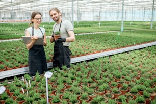 Pareja de trabajadores trabajando con tableta digital supervisando el cultivo de plantas en el invernadero de la producción de plantas