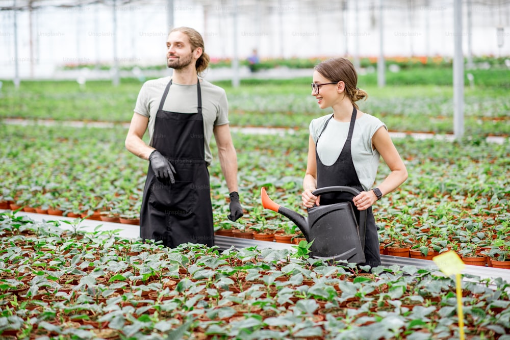 Coppia di lavoratori della produzione vegetale che annaffiano e supervisionano il processo di crescita nella serra