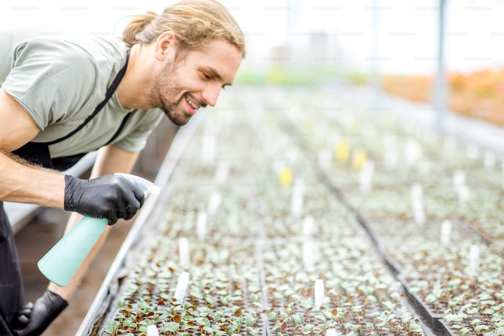 Trabajador cuidando plantas rociando con agua sobre las pequeñas plántulas en el invernadero de la producción vegetal.