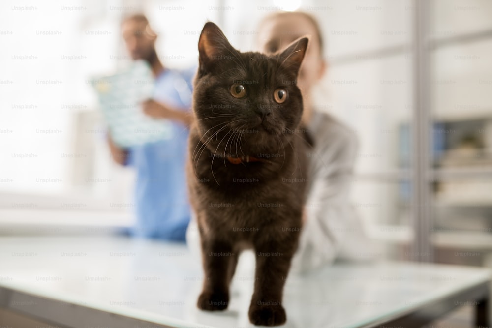 Cute fluffy cat standing on table in front of camera on background of her little owner and veterinarian