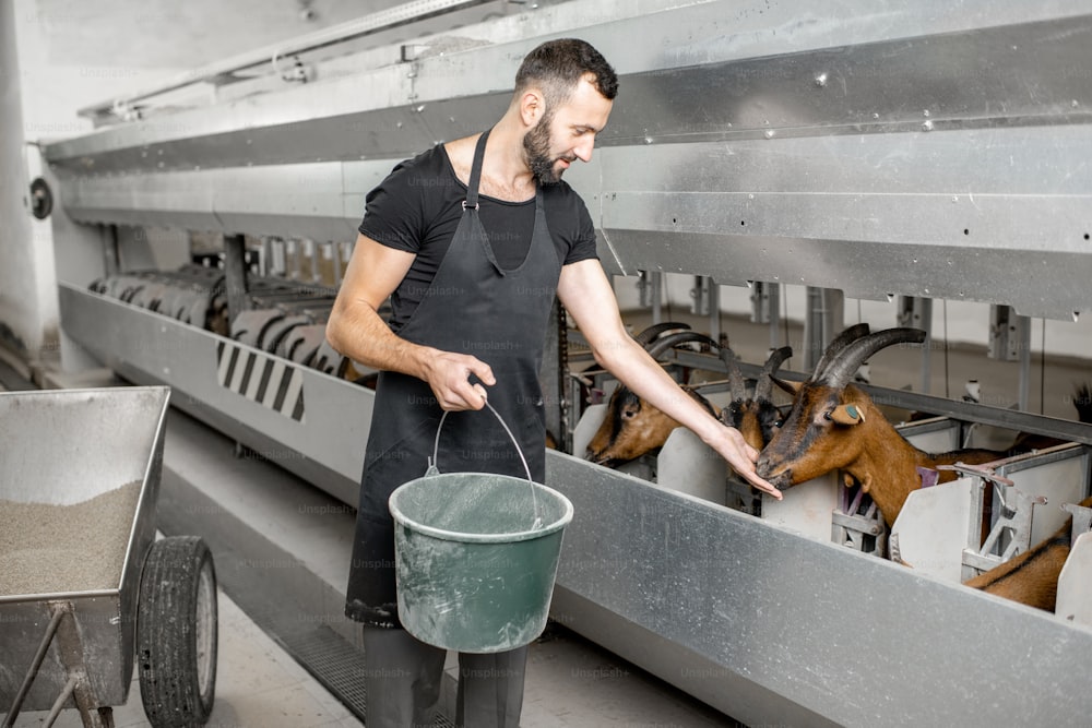 Handsome man feeding goats during the milking process at the automated milking line