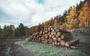Seitliche Weitwinkelansicht eines Haufens roher Baumstämme, die für die Holzbearbeitung vorbereitet wurden, mit einem Herbstholz dahinter; Ein Holzfällercamp mit mehreren kürzlich geschlagenen Hölzern im Herbstwald auf dem Land