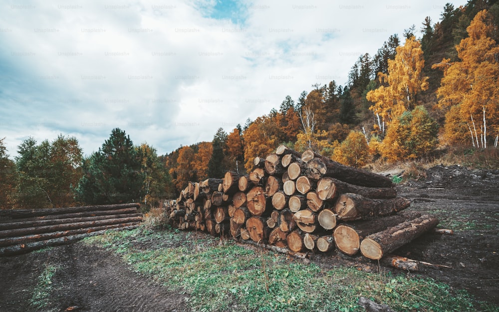 Vue latérale grand angle d’un tas de troncs d’arbres bruts préparés pour le travail du bois, avec un bois d’automne derrière; un camp de bûcherons avec plusieurs bois récemment coupés dans la forêt d’automne à la campagne